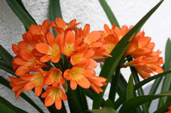 blumen