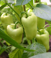 Paprika
