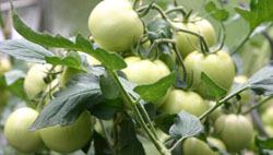 Tomaten